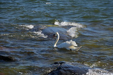 Image showing white swan swims along the waves 