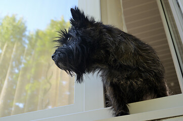 Image showing dog looks out of the window waiting for the owner