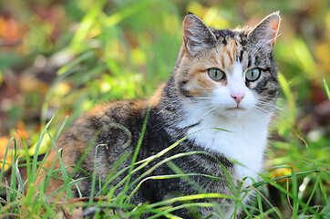 Image showing tricolor cat sitting on sunny meadow