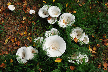 Image showing scattering of mushrooms in a forest glade in the grass in autumn