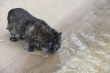 Image showing dog drinks water on the shore