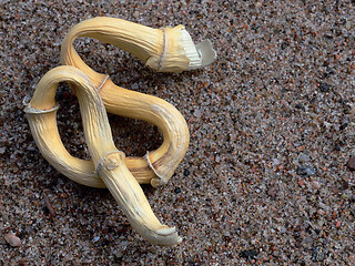 Image showing strange-shaped twisted stalk of reed on a sand