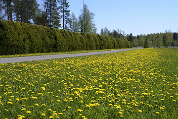 Image showing bicycle and footpath along the hedge in Finland 