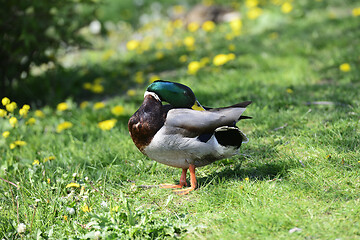 Image showing duck on green grass