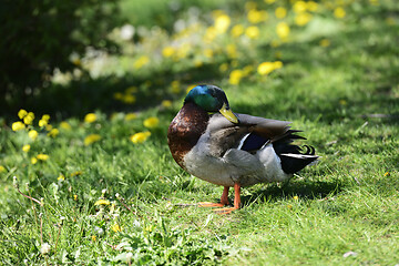 Image showing duck on green grass