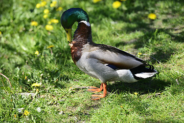 Image showing duck on green grass