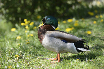 Image showing duck on green grass