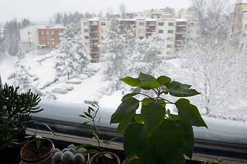 Image showing indoor plants on the windowsill and view from the window in wint