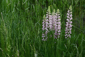 Image showing blooming lupins among green grass