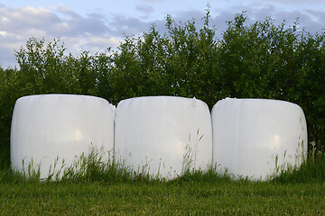 Image showing Hay bales packed in white plastic 