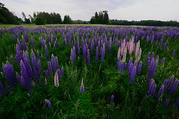 Image showing field of blooming lupins, midsummer 