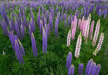 Image showing field of blooming lupins