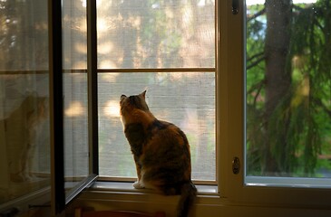 Image showing cat sits on a windowsill 