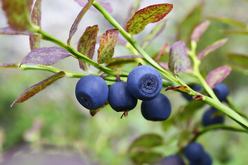 Image showing ripe blueberries in the forest