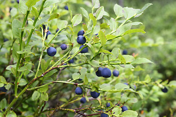 Image showing ripe blueberries in the forest