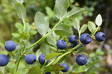 Image showing ripe blueberries in the forest