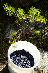 Image showing ripe blueberries in a white plastic bucket in the forest