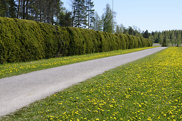 Image showing bicycle and footpath along the hedge in Finland