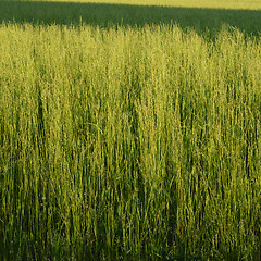 Image showing crops growing on the field 