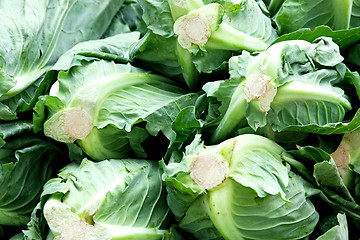 Image showing Cabbage