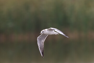 Image showing Juvenile Black-headed gull (Chroicocephalus ridibundus) in flight