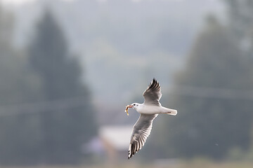 Image showing Juvenile Black-headed gull (Chroicocephalus ridibundus) in flight