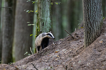 Image showing European Badger(Meles meles) in fall