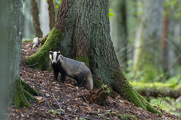 Image showing European Badger(Meles meles) in fall