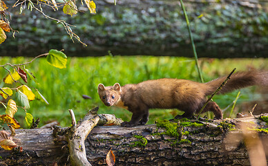 Image showing Pine Marten (Martes martes) walking over log