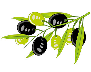 Image showing Branch with olives on white background is insulated