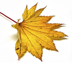 Image showing Colored leaf in autumn