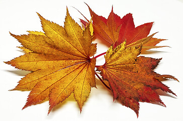 Image showing Colored leaf in autumn