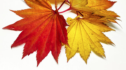 Image showing Colored leaf in autumn