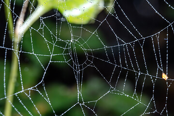 Image showing Cobweb ,spiderweb with water drop.