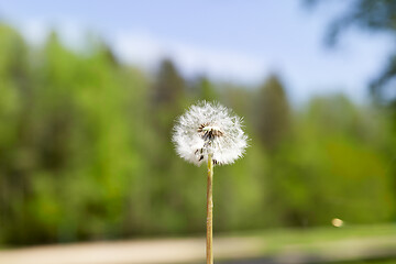 Image showing dandelion flower