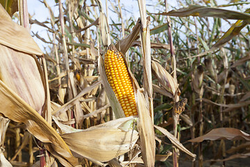 Image showing field of ripe corn