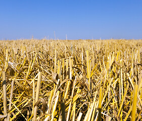 Image showing Straw of ripe wheat