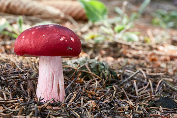 Image showing Russula xerampelina in the natural environment.