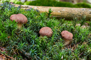 Image showing Imleria badia. Fungus in the natural environment.