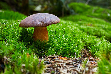 Image showing Imleria badia. Fungus in the natural environment.