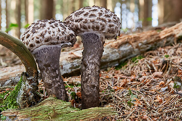 Image showing Strobilomyces floccopus in the natural environment