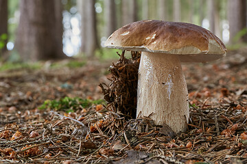 Image showing Boletus edulis. Fungus in the natural environment.