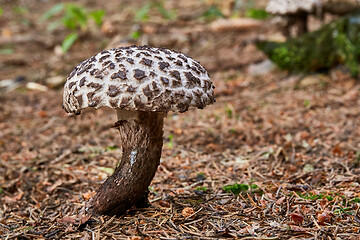 Image showing Strobilomyces floccopus in the natural environment