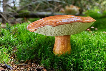 Image showing Imleria badia. Fungus in the natural environment.