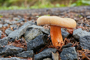 Image showing Lactarius deliciosus in the natural environment.