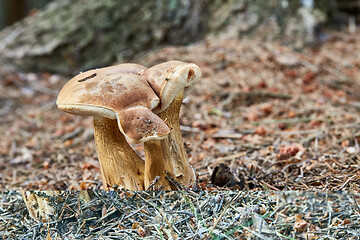 Image showing Tylopilus felleus in the natural environment.