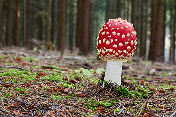 Image showing Amanita muscaria in the natural environment.