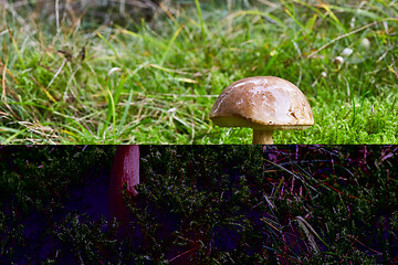 Image showing Fungus Leccinum cyaneobasileucum