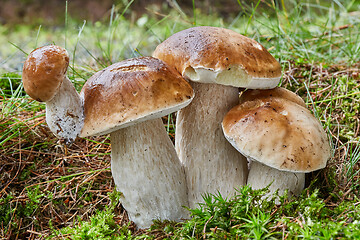 Image showing Boletus edulis. Fungus in the natural environment.