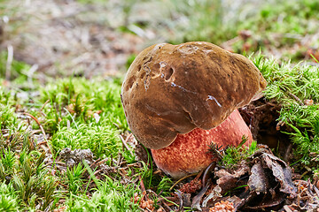 Image showing Neoboletus luridiformis in the natural environment